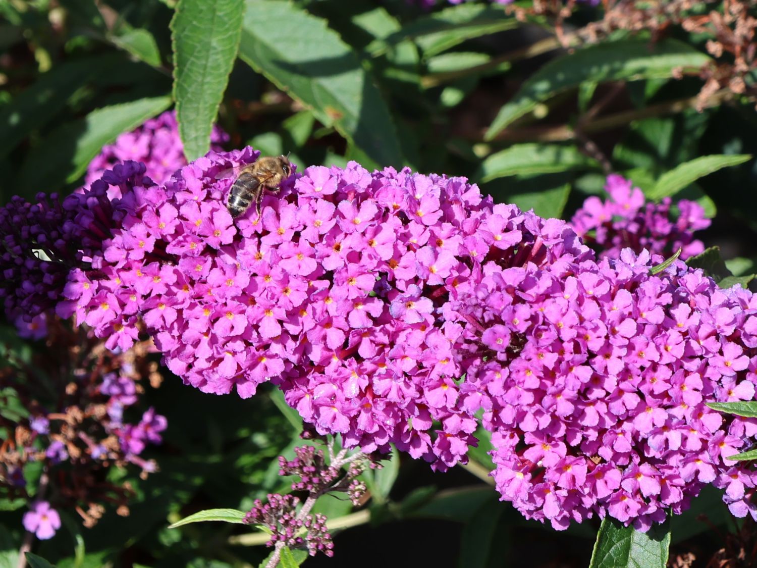 Schmetterlingsflieder / Sommerflieder Summer Kids ® 'Eddi' - Buddleja davidii Summer Kids ® 'Eddi'
