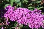 Schmetterlingsflieder / Sommerflieder Summer Kids ® 'Eddi' - Buddleja davidii Summer Kids ® 'Eddi'