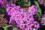 Schmetterlingsflieder / Sommerflieder Summer Kids ® 'Eddi' - Buddleja davidii Summer Kids ® 'Eddi'