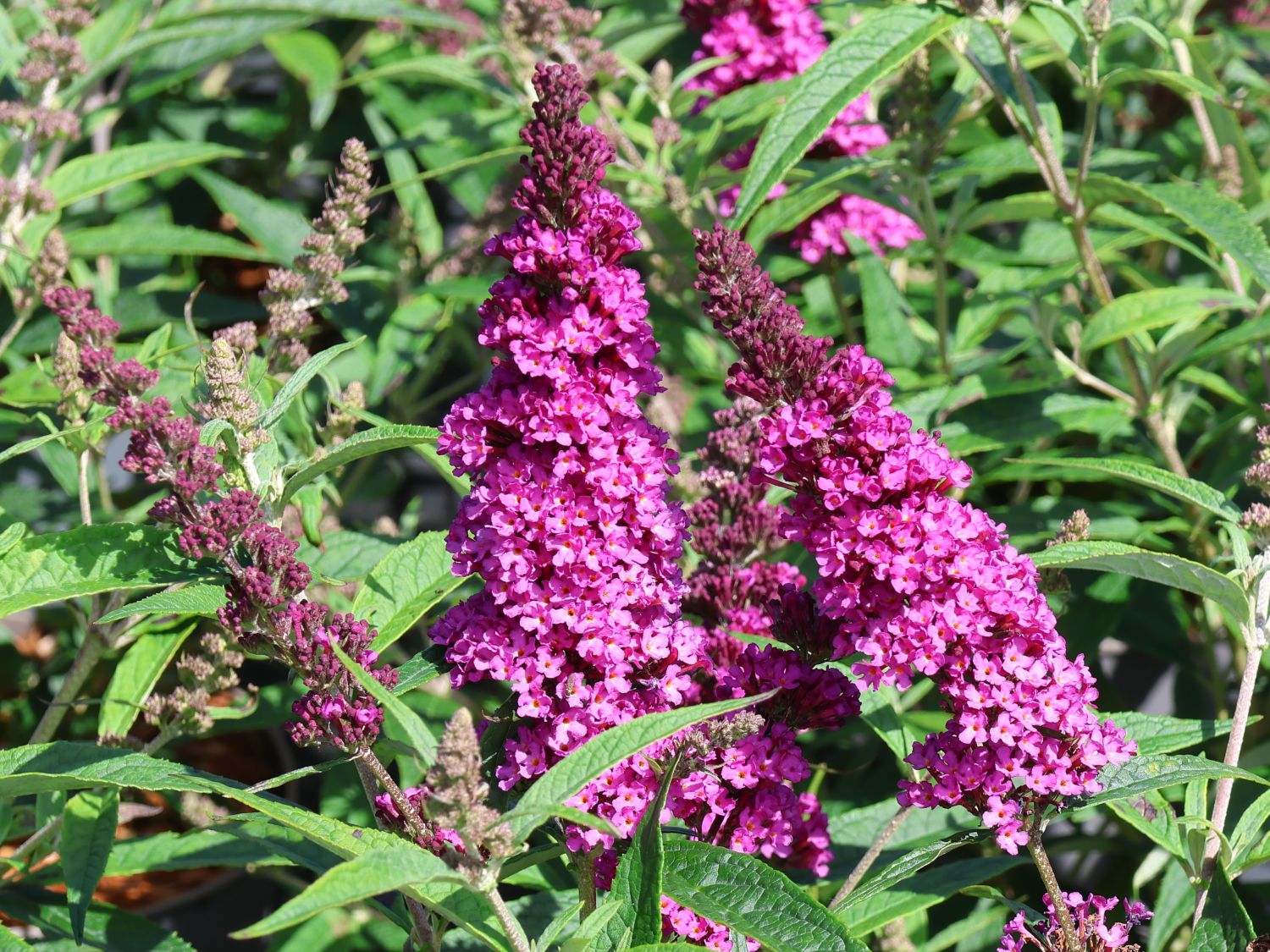 Schmetterlingsflieder / Sommerflieder Summer Kids ® 'Leni'