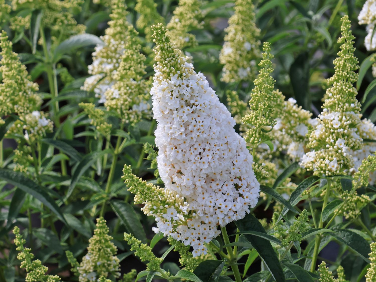 Schmetterlingsflieder / Sommerflieder Summer Kids ® 'Marie'