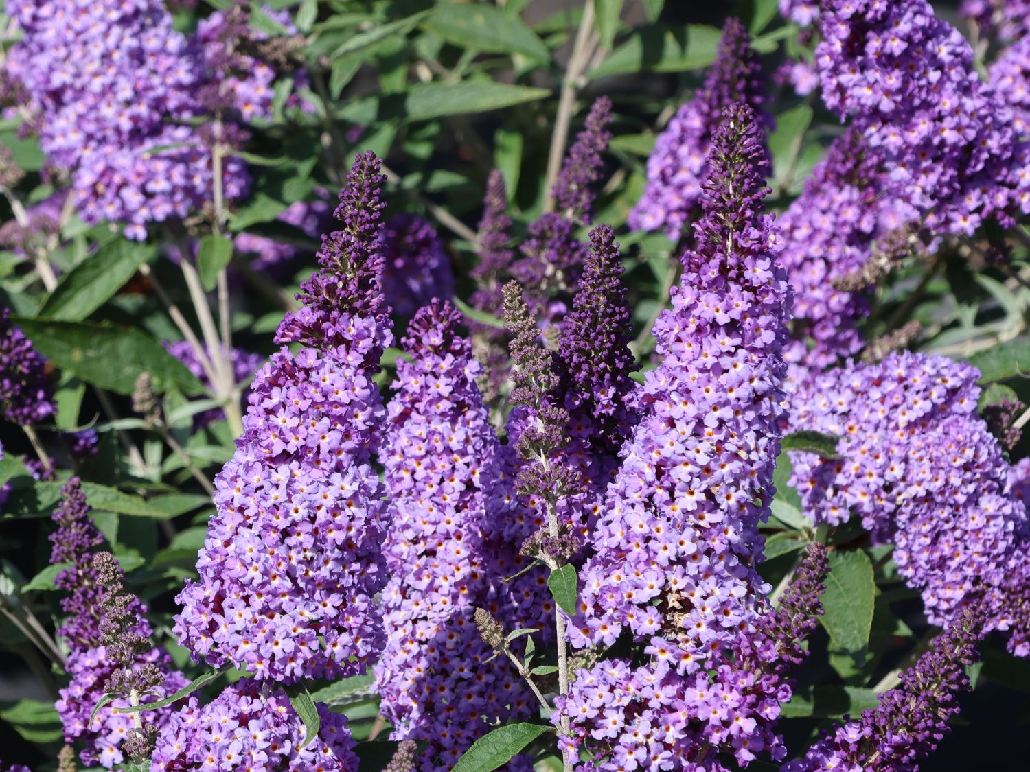 Schmetterlingsflieder / Sommerflieder Summer Kids ® 'Micki'