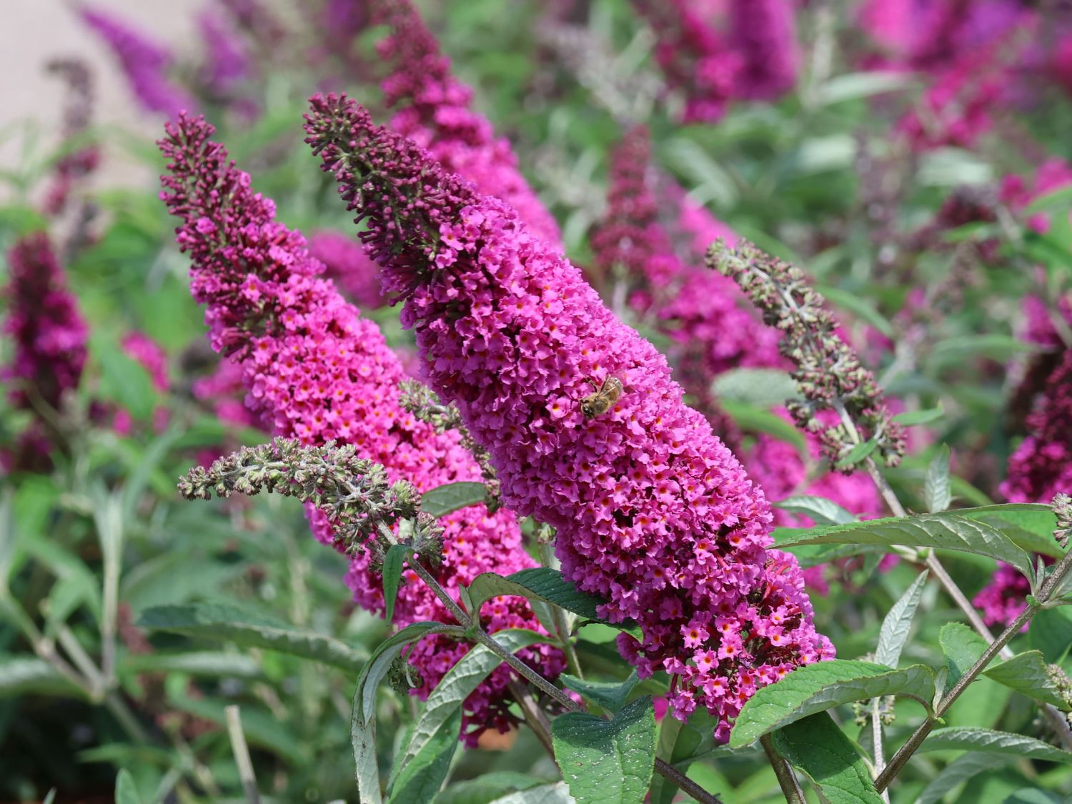 Schmetterlingsflieder / Sommerflieder Summer Kids ® 'Pia Pink'