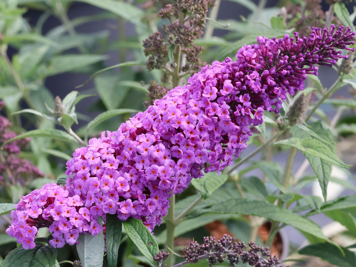 Schmetterlingsflieder / Sommerflieder Summer Kids ® 'Vivian Violet'