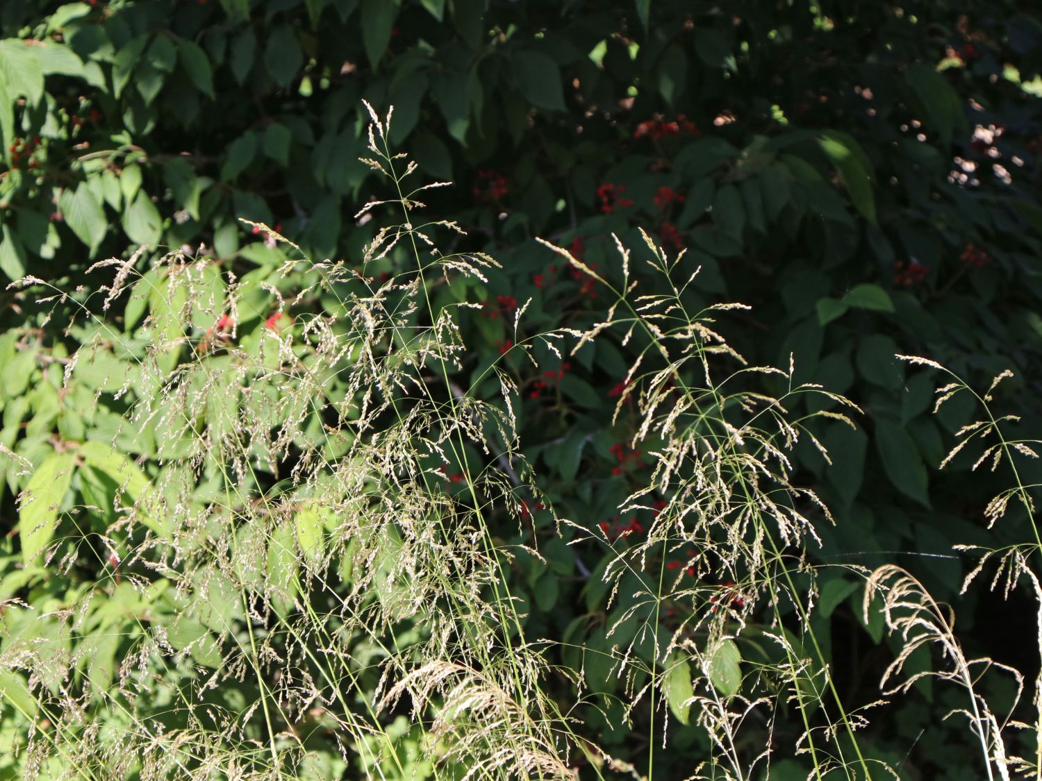 Schmiele 'Tauträger' - Deschampsia cespitosa 'Tauträger'
