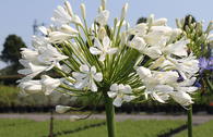 Afrikanische Schmucklilie 'Albus'