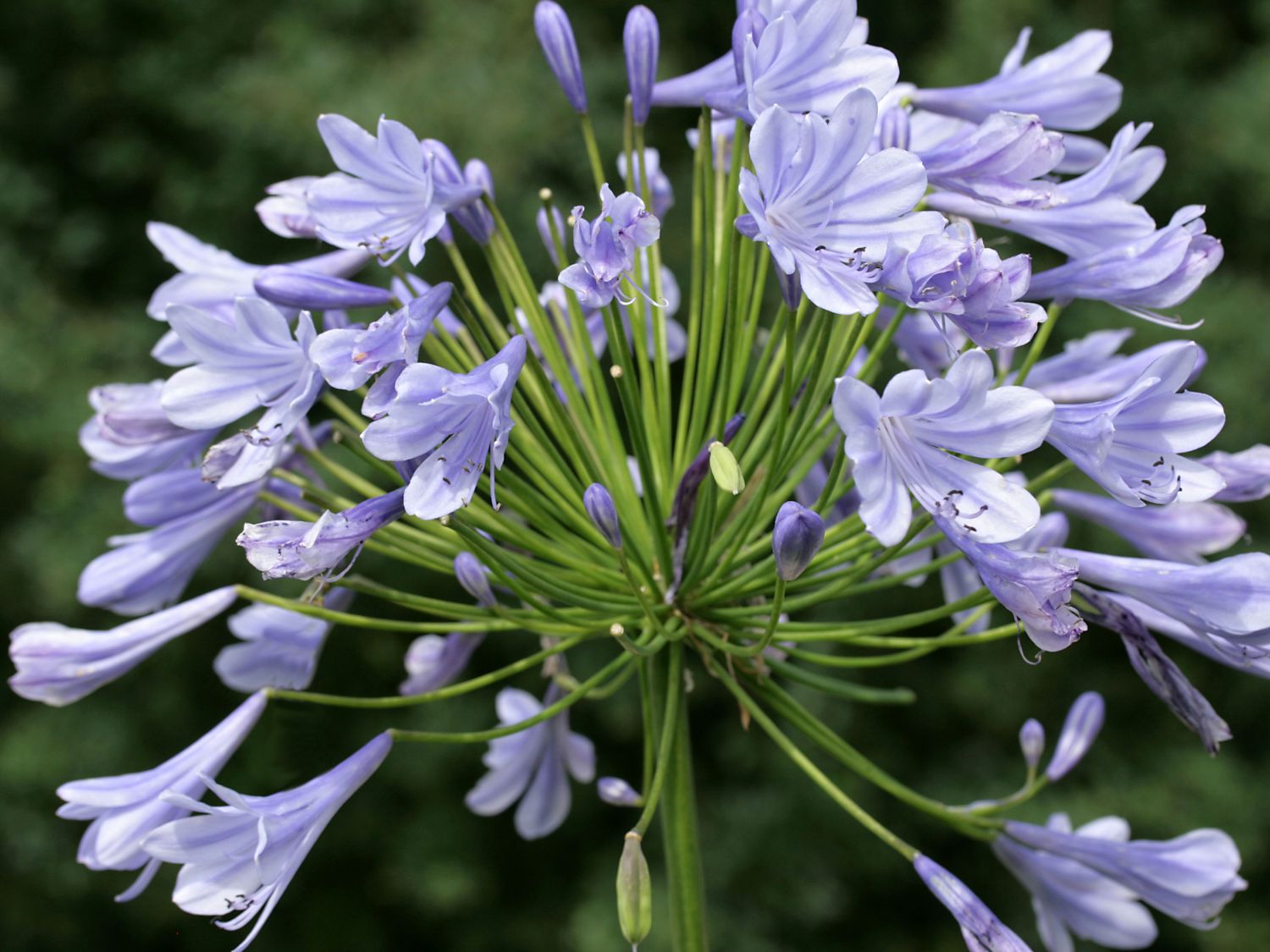 Schmucklilie 'Blue Giant'