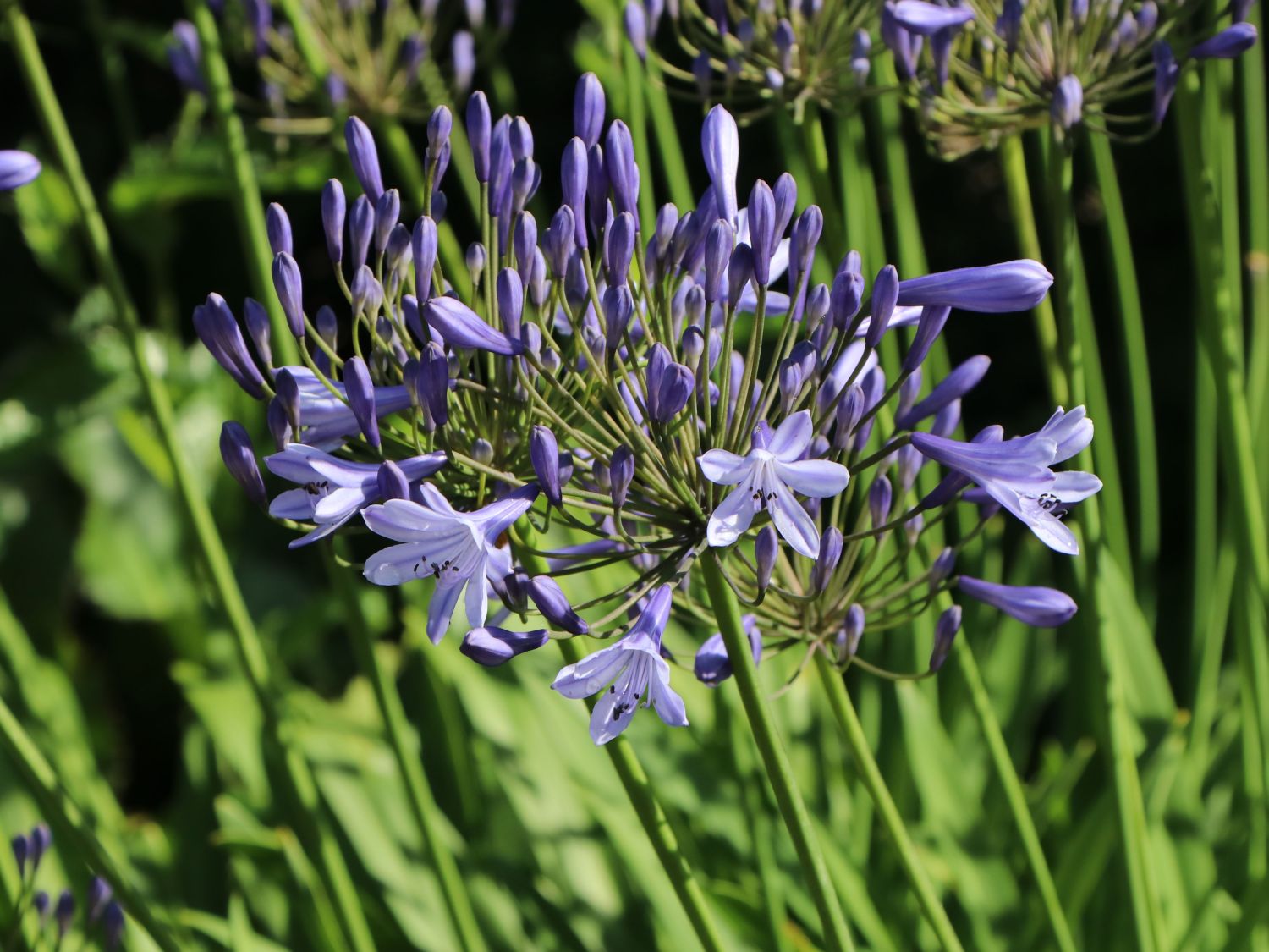 Schmucklilie 'Dr. Brouwer'