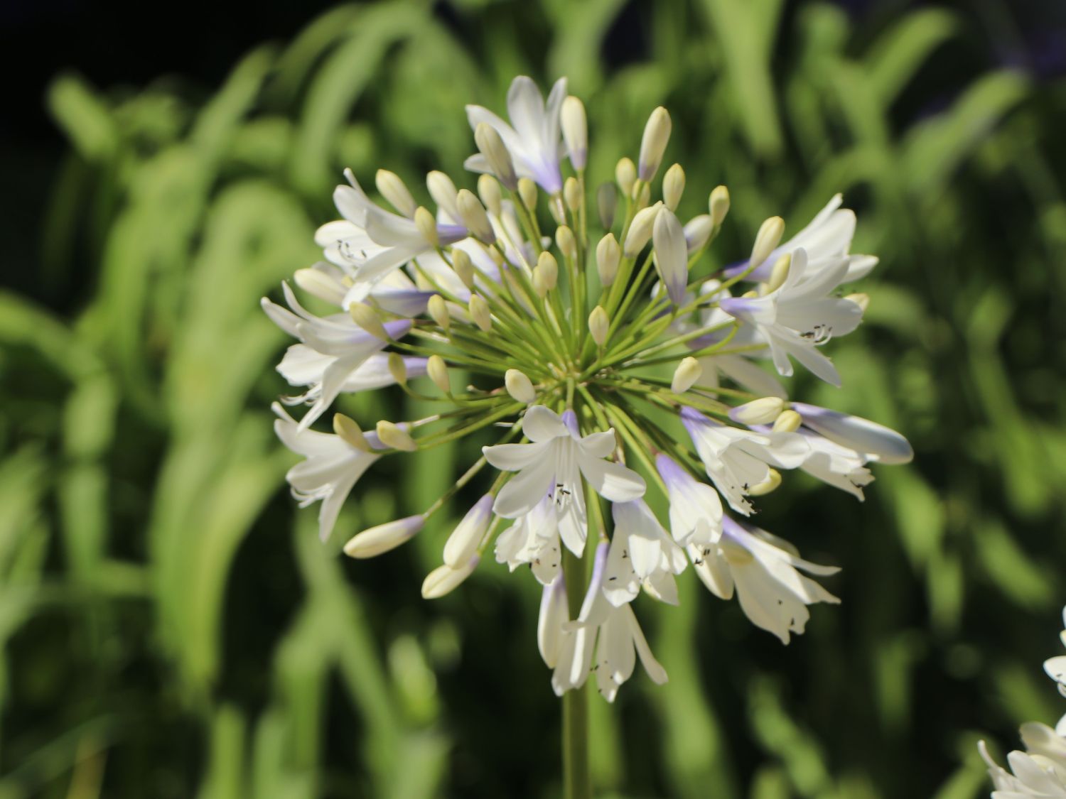 Schmucklilie 'Enigma' - Agapanthus 'Enigma'
