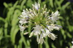 Schmucklilie 'Enigma' - Agapanthus 'Enigma'