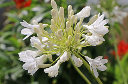 Schmucklilie 'Glacier Stream' - Agapanthus africanus 'Glacier Stream'