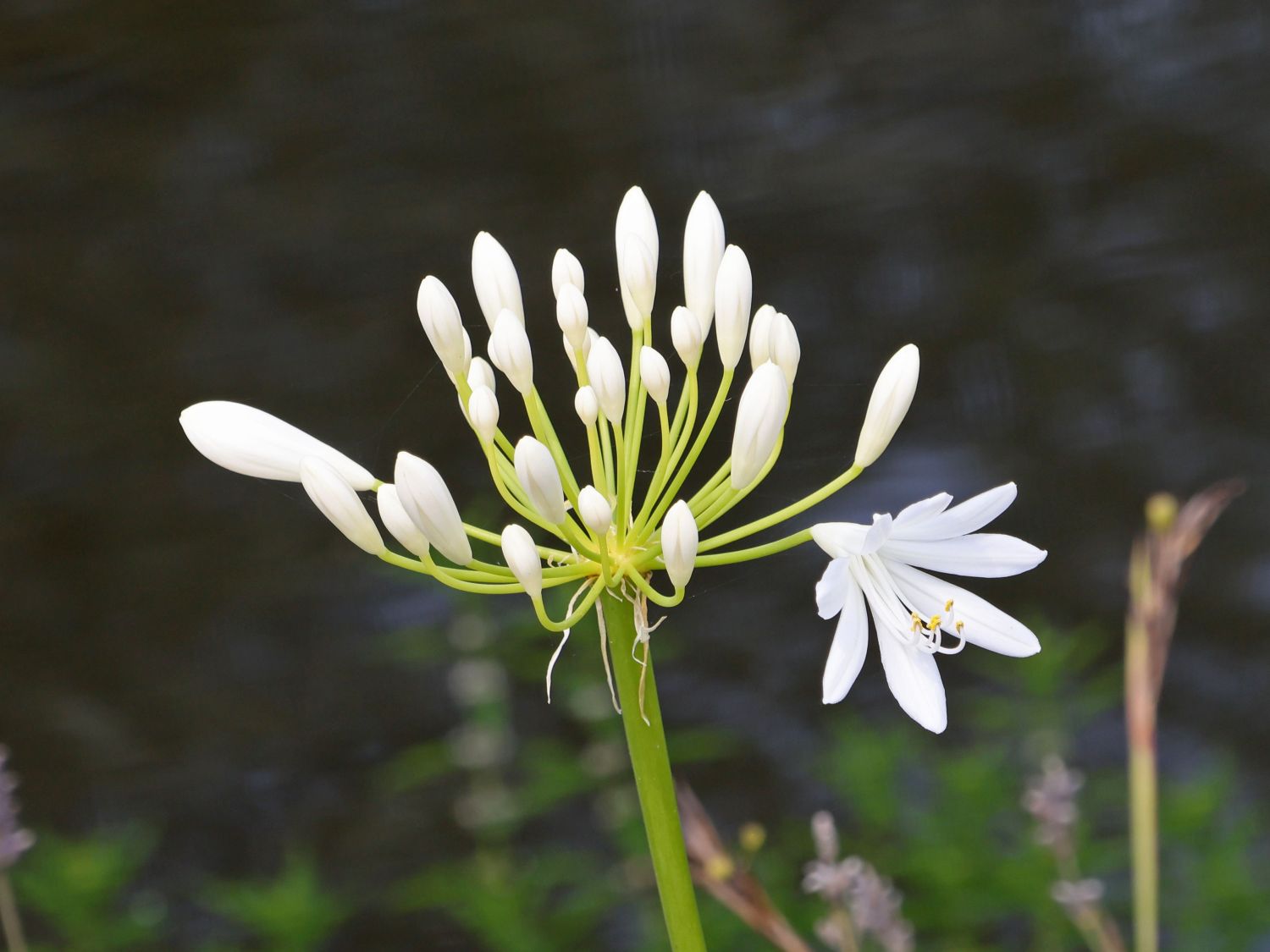 Schmucklilie 'Little Dutch White'
