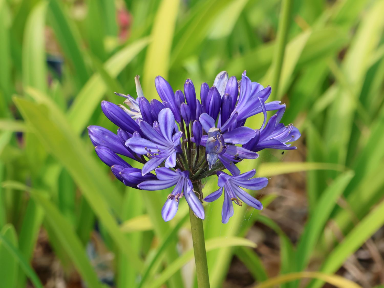 Schmucklilie 'Monique'