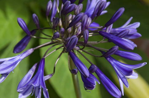 Schmucklilie 'Navy Blue' - Agapanthus africanus 'Navy Blue'