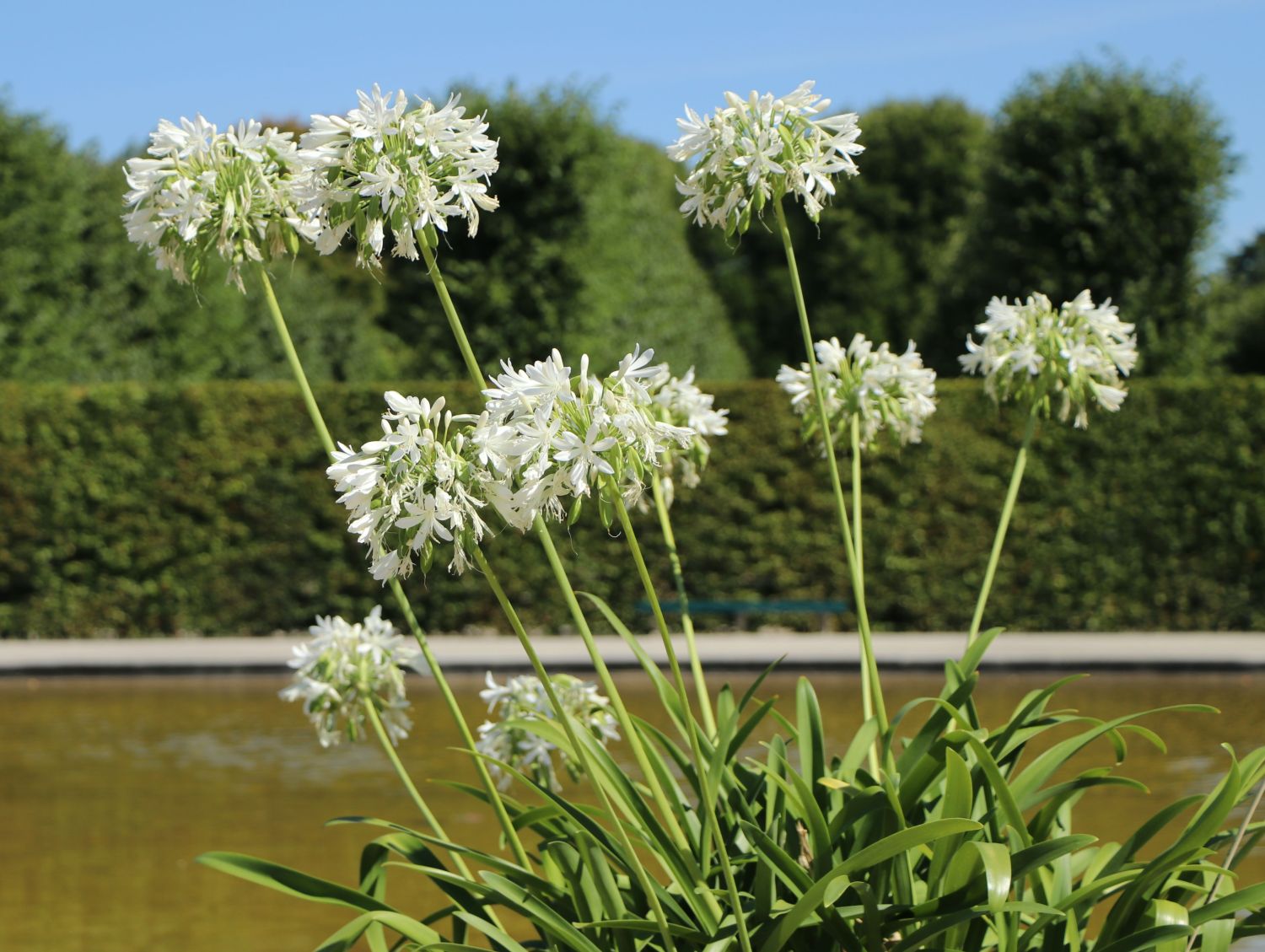 Schmucklilie 'Polar Ice' - Agapanthus africanus 'Polar Ice'