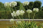 Schmucklilie 'Polar Ice' - Agapanthus africanus 'Polar Ice'