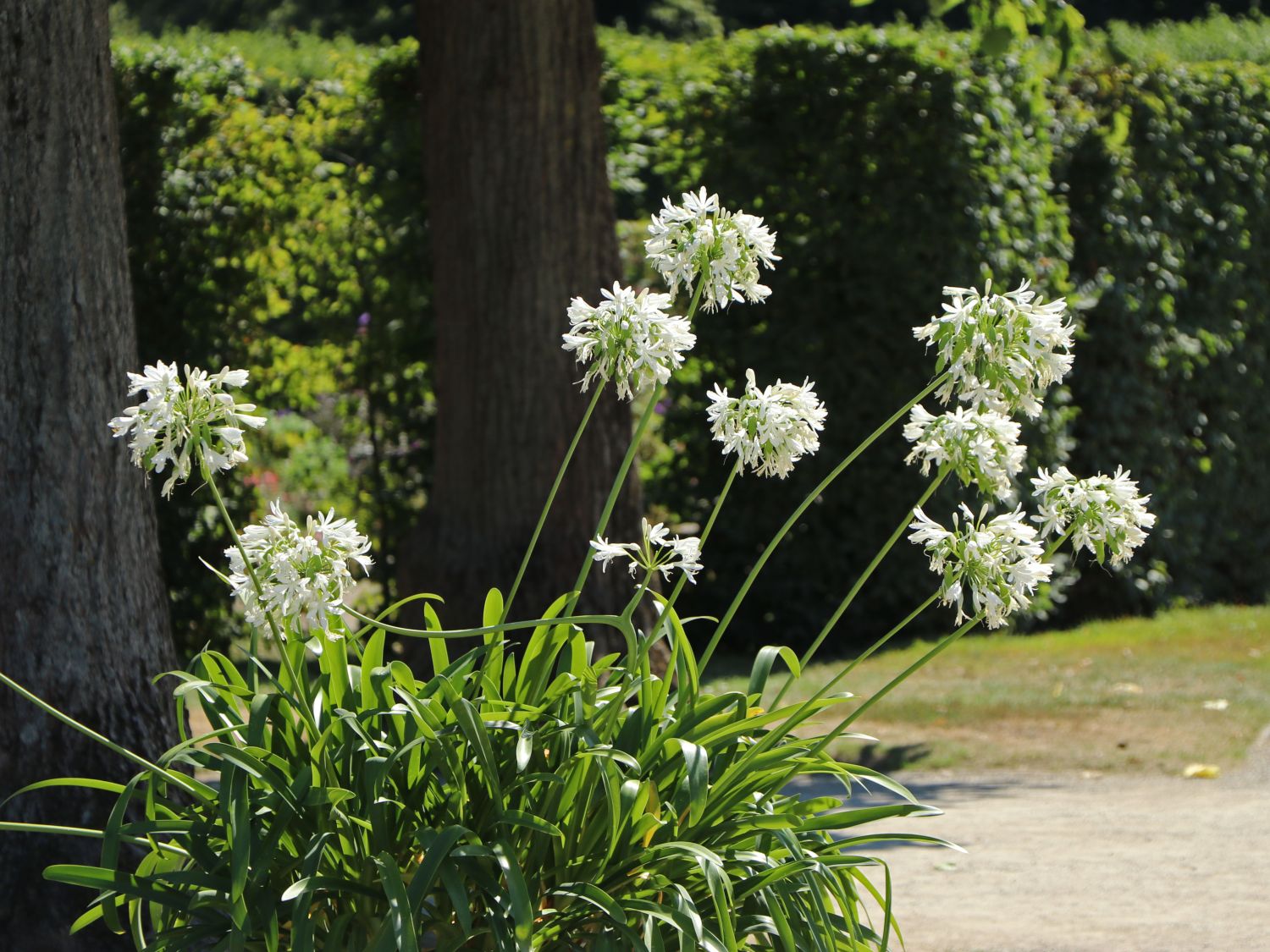 Schmucklilie 'Polar Ice' - Agapanthus africanus 'Polar Ice'
