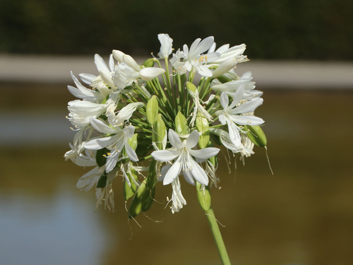 Schmucklilie 'Polar Ice' - Agapanthus africanus 'Polar Ice'