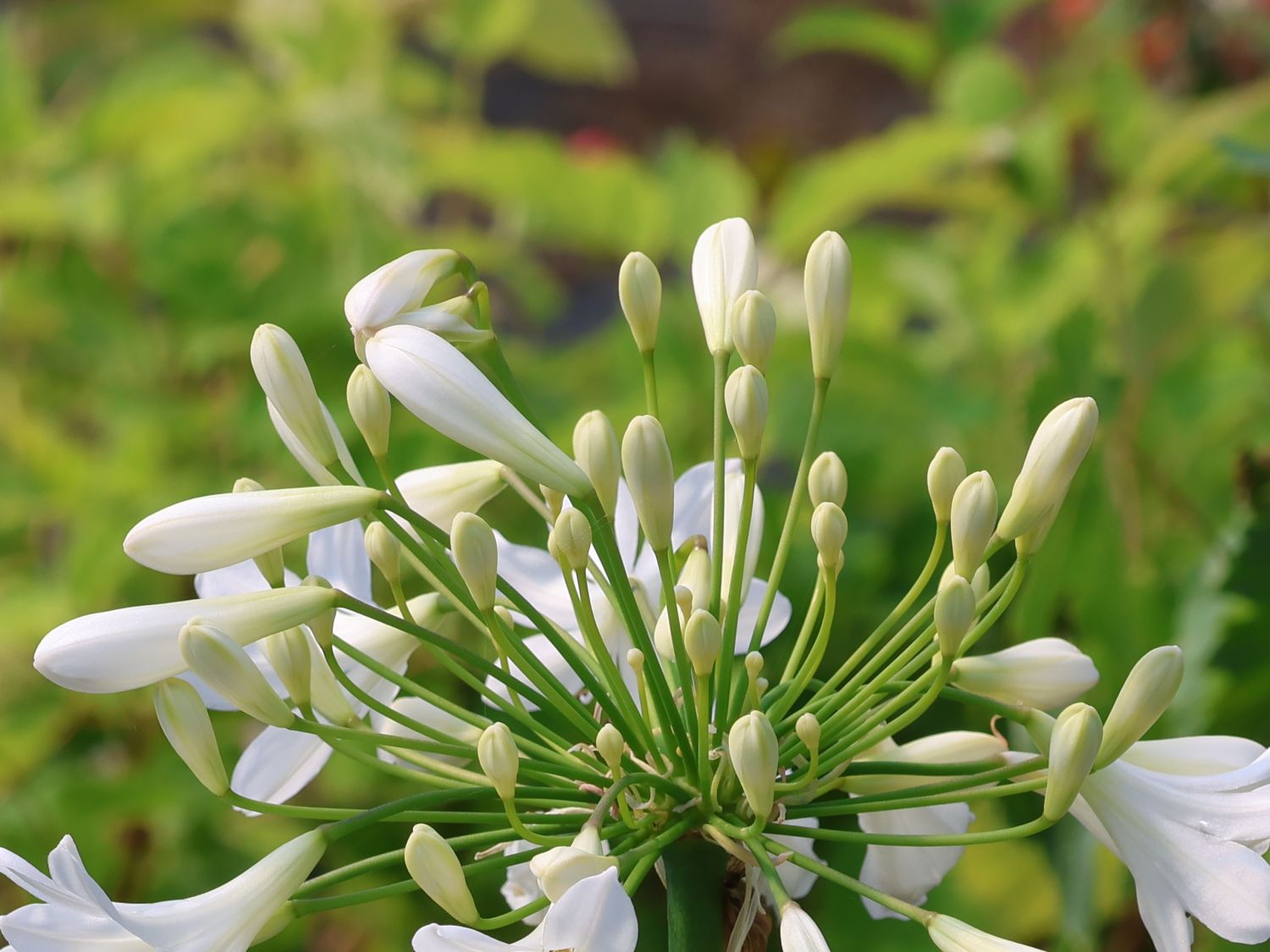 Schmucklilie 'Polar Ice' - Agapanthus africanus 'Polar Ice'