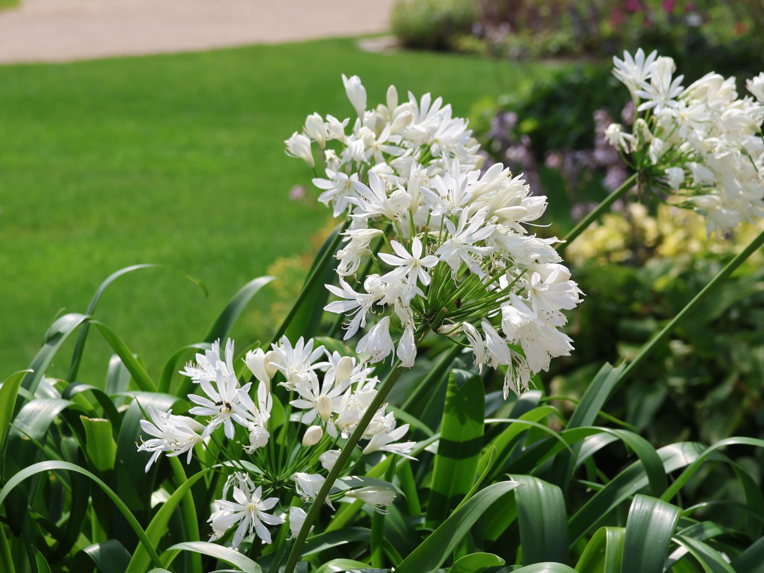 Schmucklilie 'Polar Ice' - Agapanthus africanus 'Polar Ice'