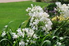 Schmucklilie 'Polar Ice' - Agapanthus africanus 'Polar Ice'