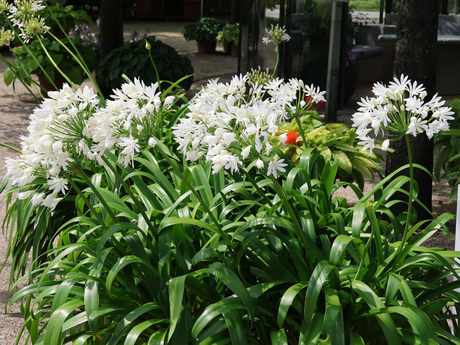 Schmucklilie 'Polar Ice' - Agapanthus africanus 'Polar Ice'
