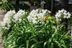 Schmucklilie 'Polar Ice' - Agapanthus africanus 'Polar Ice'