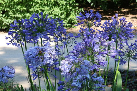 Schmucklilie 'Rotterdam' - Agapanthus africanus 'Rotterdam'