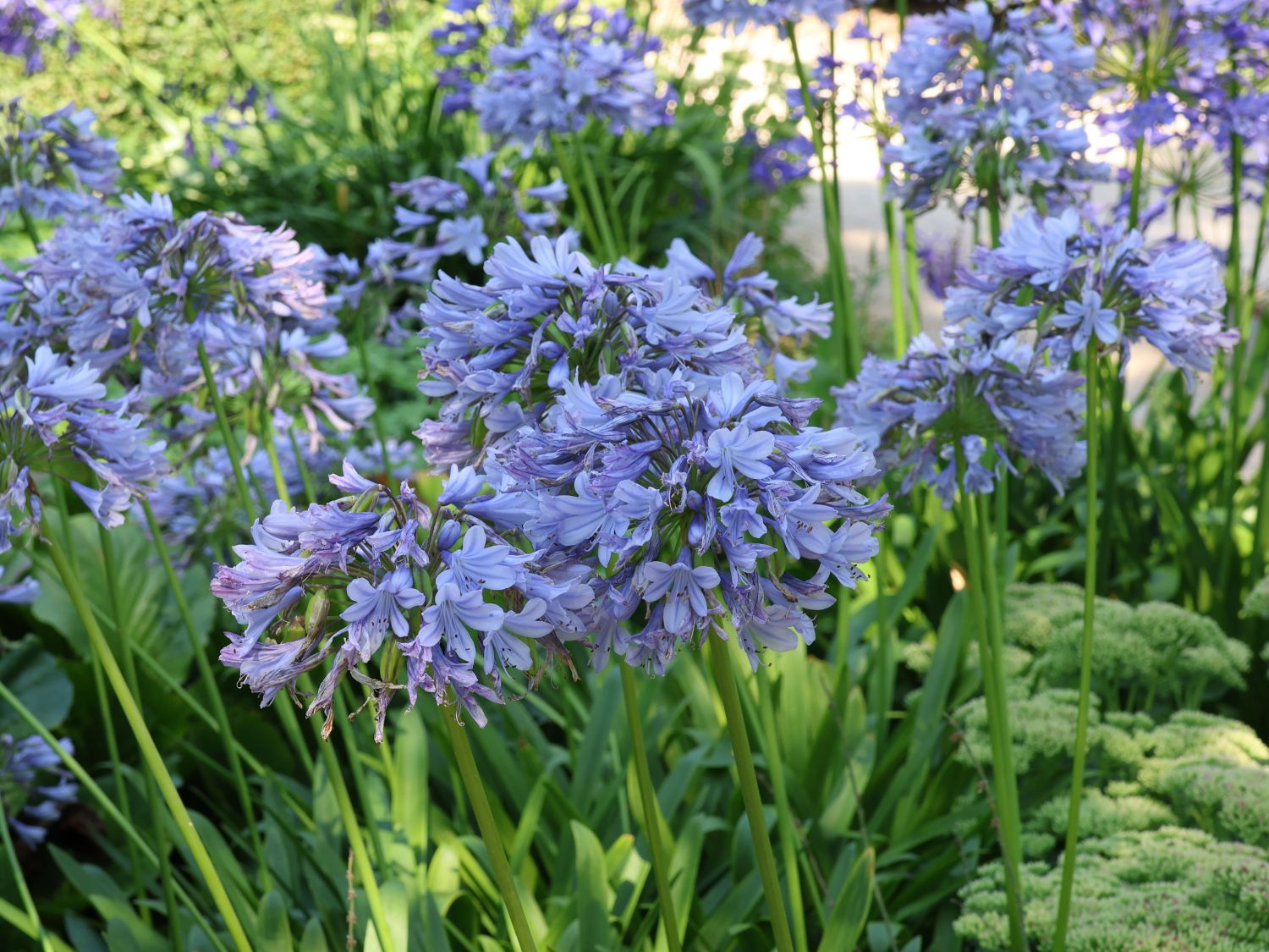 Schmucklilie 'Rotterdam' - Agapanthus africanus 'Rotterdam'