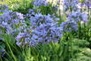 Schmucklilie 'Rotterdam' - Agapanthus africanus 'Rotterdam'