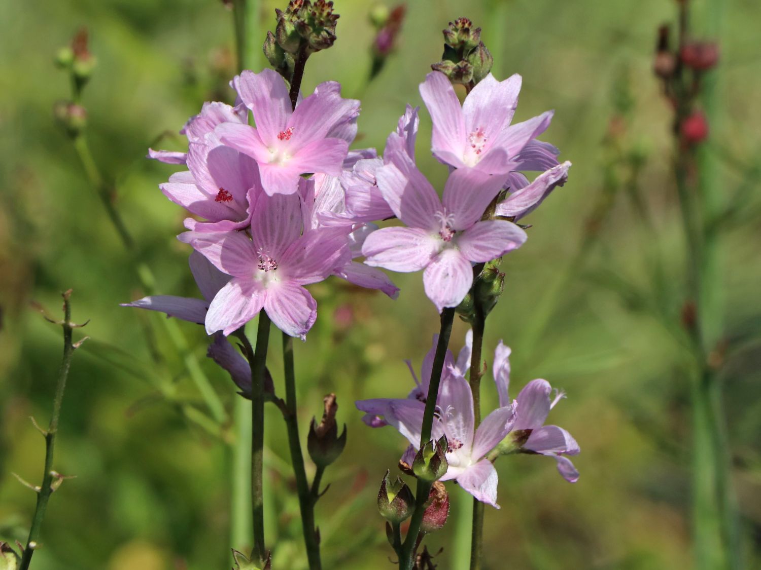 Schmuckmalve 'Partygirl' - Sidalcea malviflora 'Partygirl'