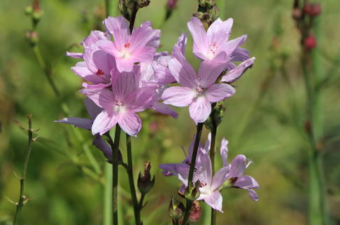 Schmuckmalve 'Partygirl' - Sidalcea malviflora 'Partygirl'