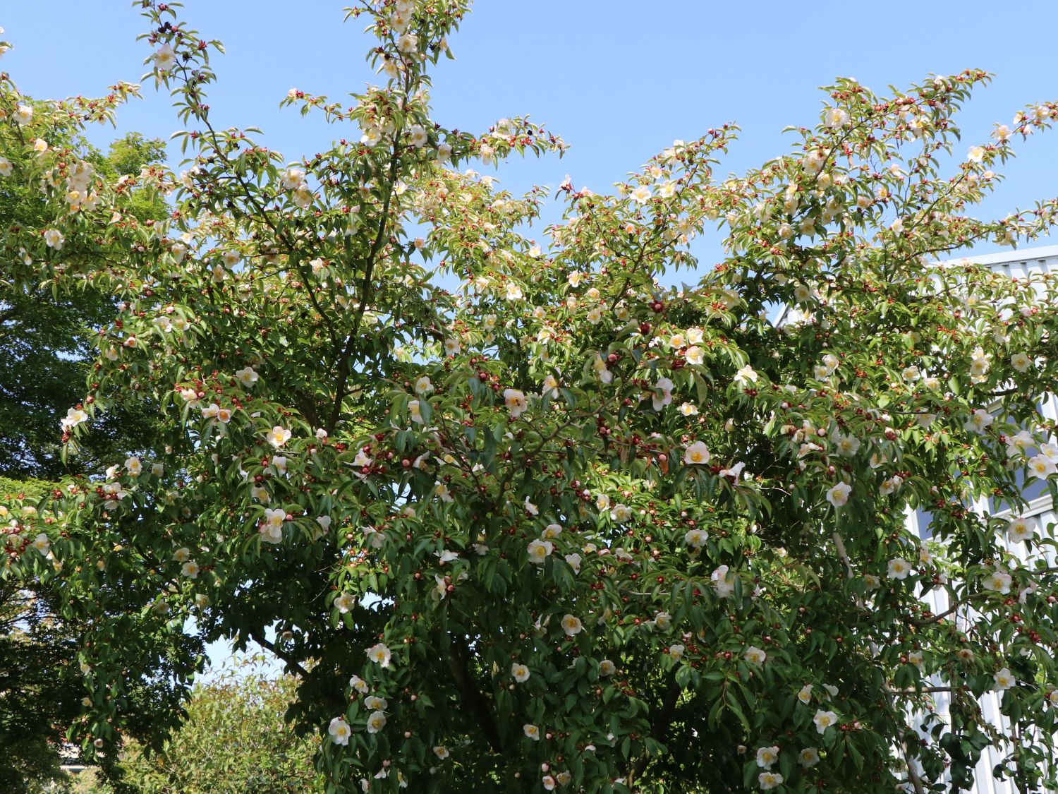 Schnabelkamelie - Stewartia rostrata