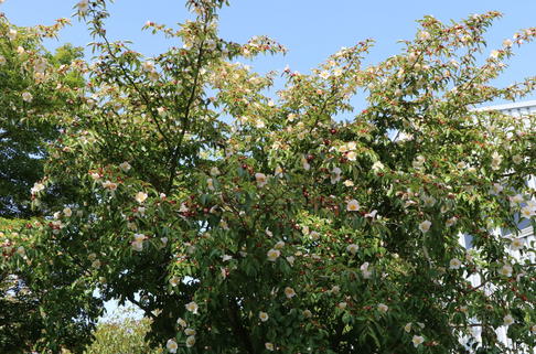 Schnabelkamelie - Stewartia rostrata