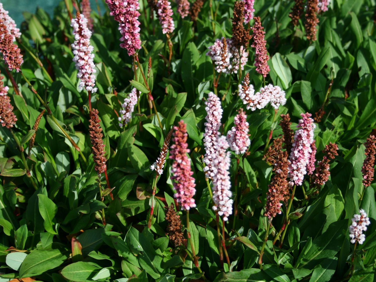 Schneckenknöterich 'Kabouter' - Bistorta affinis 'Kabouter'