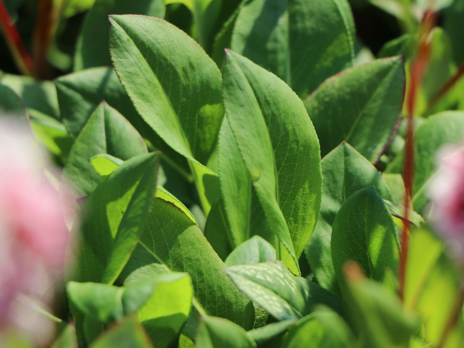 Schneckenknöterich - Bistorta affinis 'Superba'