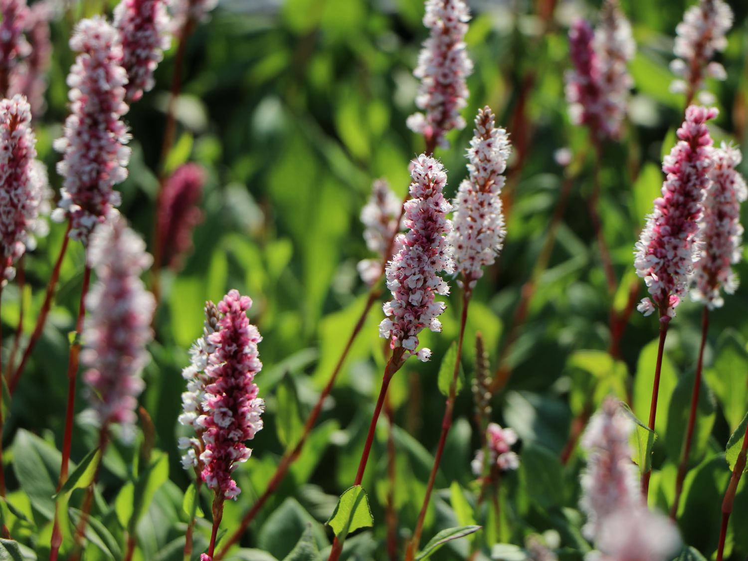 Schneckenknöterich - Bistorta affinis 'Superba'
