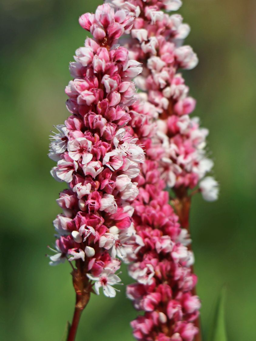 Schneckenknöterich - Bistorta affinis 'Superba'