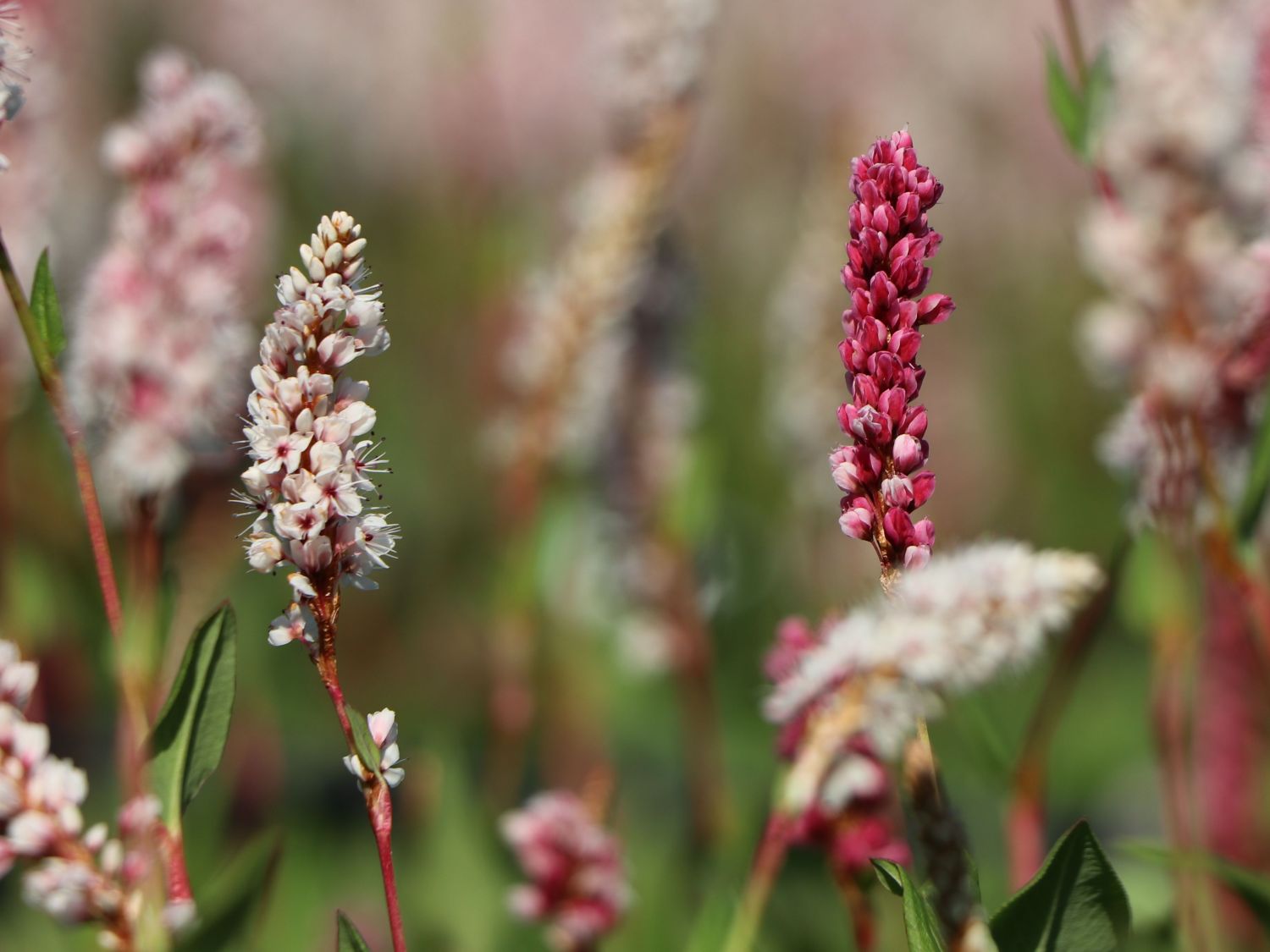 Schneckenknöterich - Bistorta affinis 'Superba'