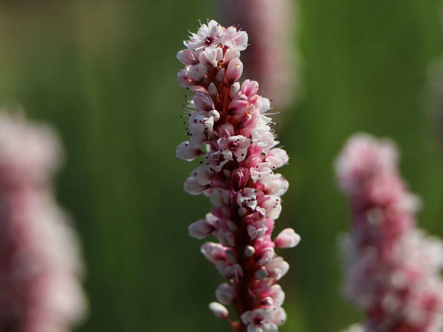 Schneckenknöterich - Bistorta affinis 'Superba'