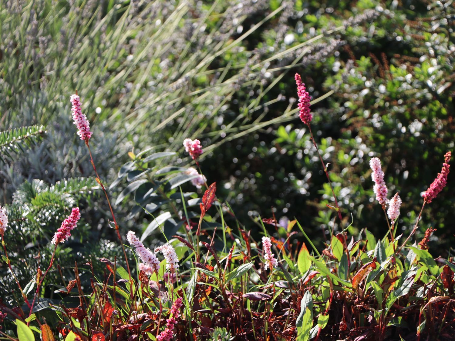 Schneckenknöterich - Bistorta affinis 'Superba'