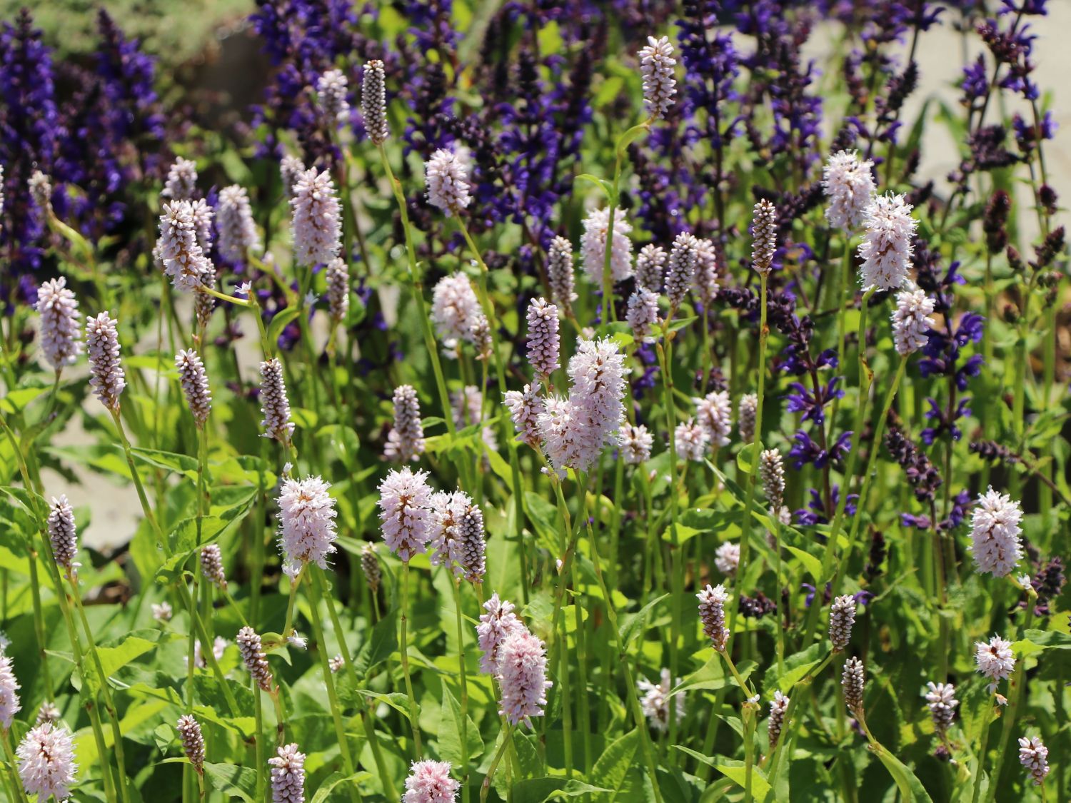 Schneckenknöterich - Bistorta affinis 'Superba'