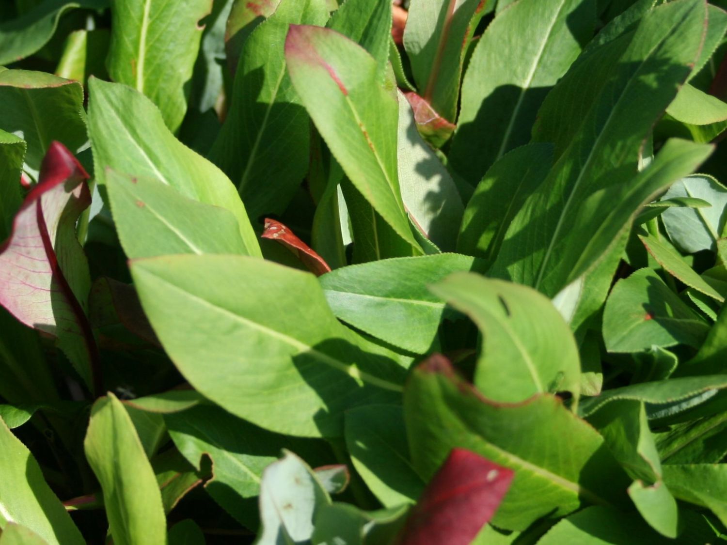 Schneckenknöterich - Bistorta affinis 'Superba'