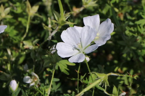 Schnee-Storchschnabel 'Album' - Geranium sanguineum 'Album'