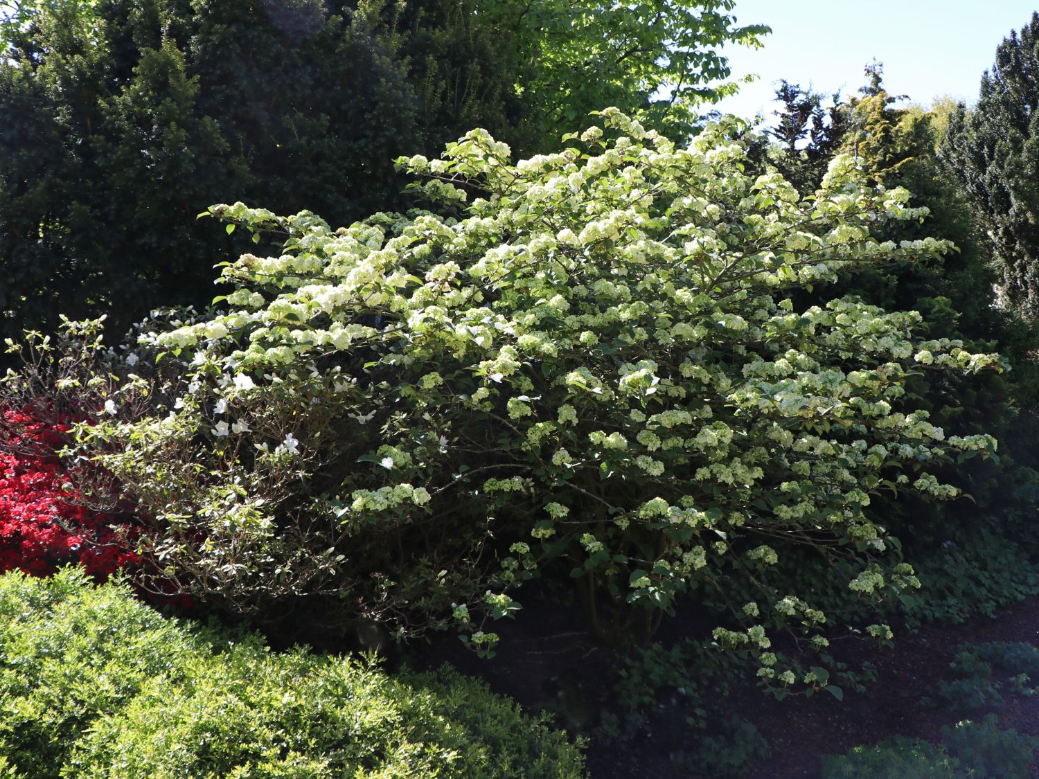 Schneeball 'Dart's Red Robin'