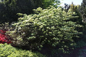 Schneeball 'Dart's Red Robin'