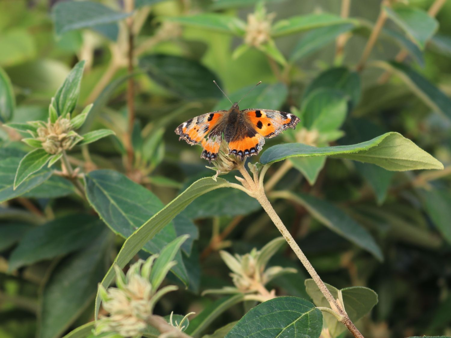 Schneeball 'Eskimo' - Viburnum 'Eskimo'