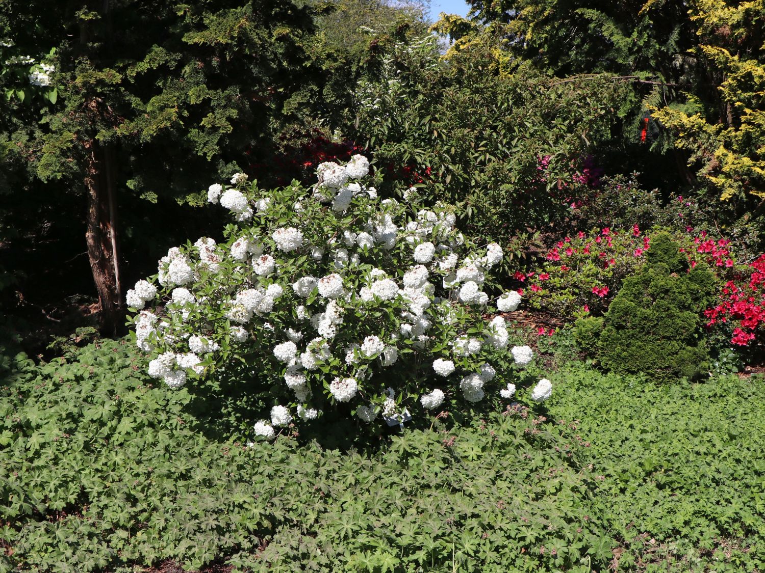 Schneeball 'Eskimo' - Viburnum 'Eskimo'