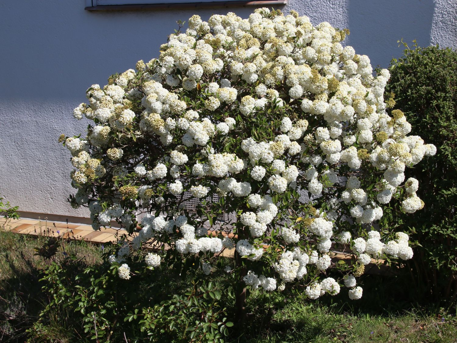 Schneeball 'Eskimo' - Viburnum 'Eskimo'