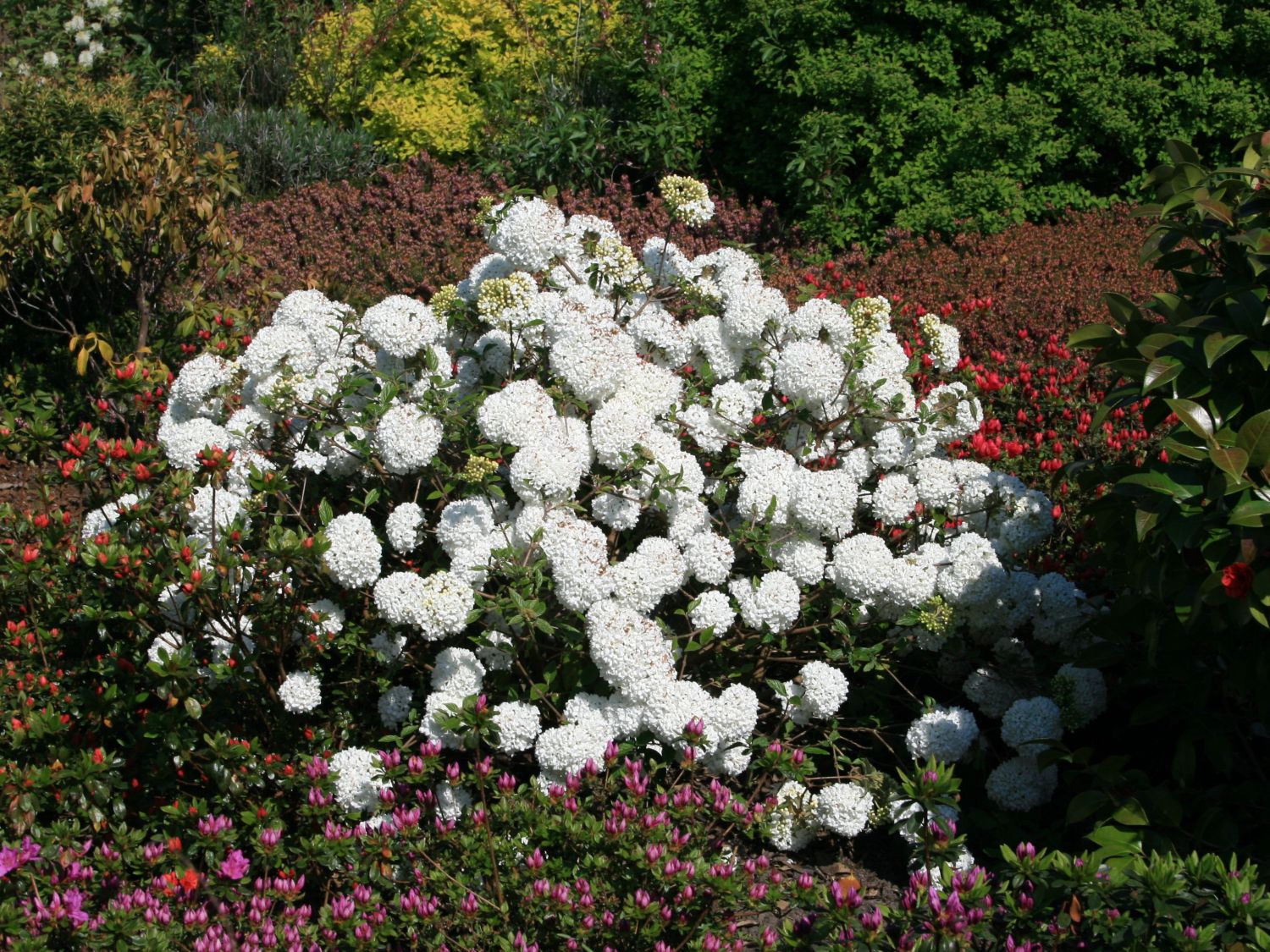 Schneeball 'Eskimo' - Viburnum 'Eskimo'